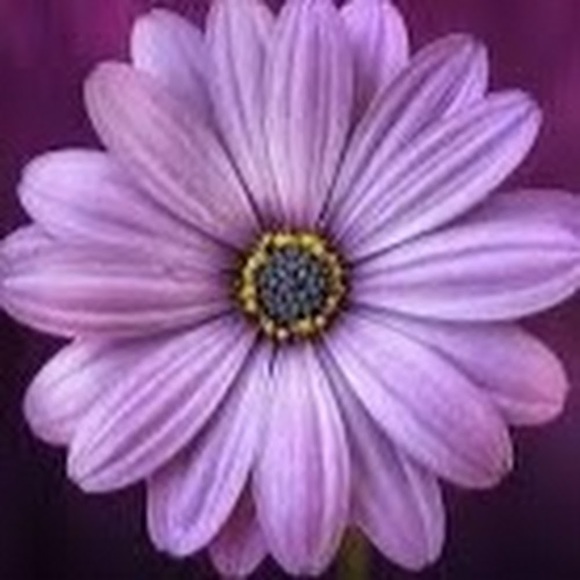 Meet your Posher, April - Picture 1 of 1